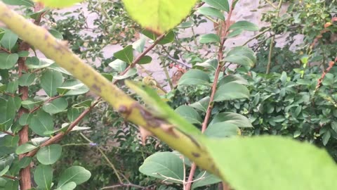 little lizard（Green Skin)