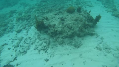 Swimming with Black Surgeonfish in Grand Cayman