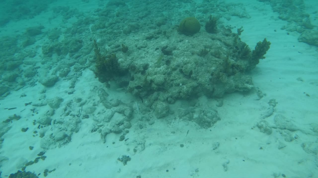 Swimming with Black Surgeonfish in Grand Cayman
