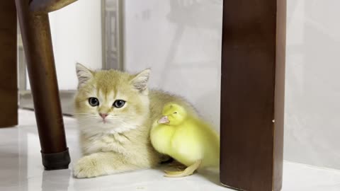 Cute kitten invites ducklings to play together