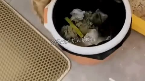 funny cat