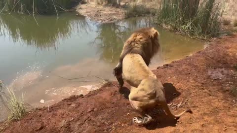 Lions!
