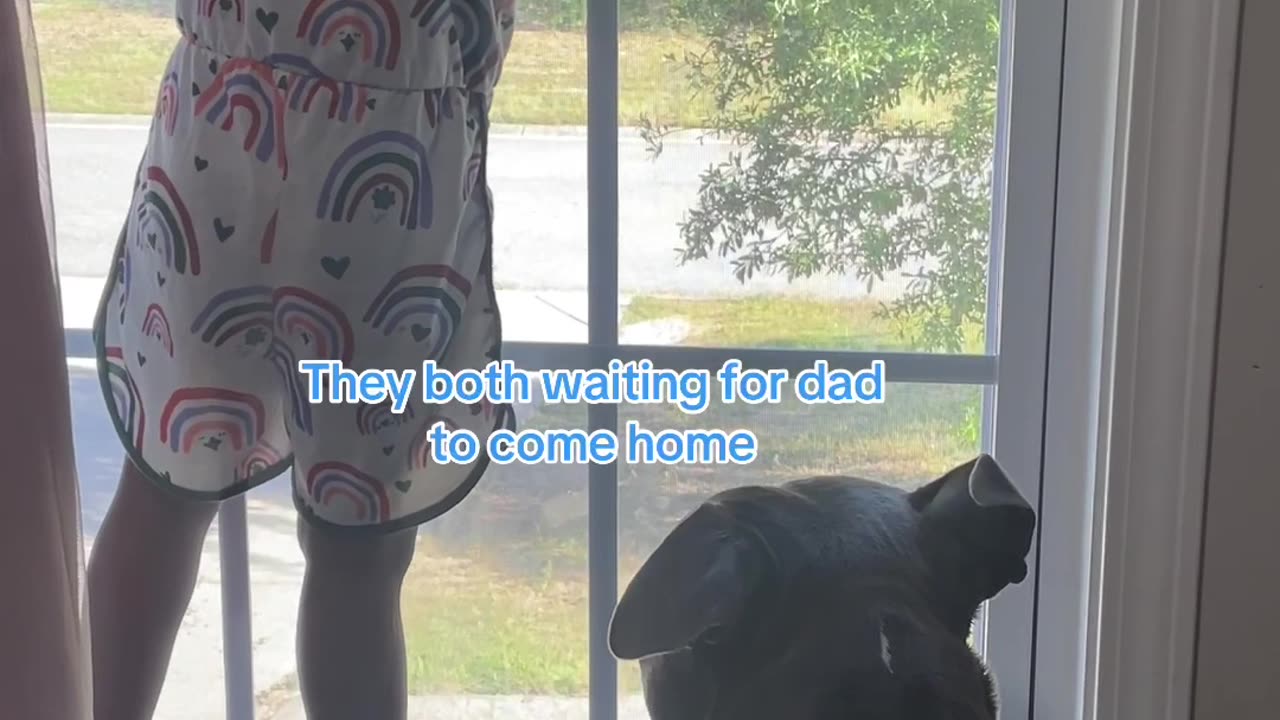 Toddle and dog waiting for dad