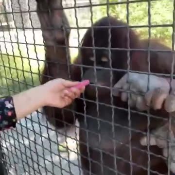 Russian boxer Anastasia Luchkina lets an endangered orangutan take a ...
