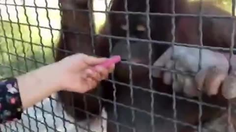 Russian boxer Anastasia Luchkina lets an endangered orangutan take a ...