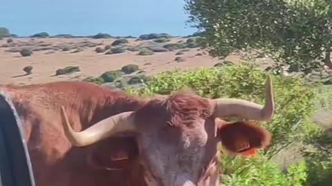 Who needs a GPS when these guys are around