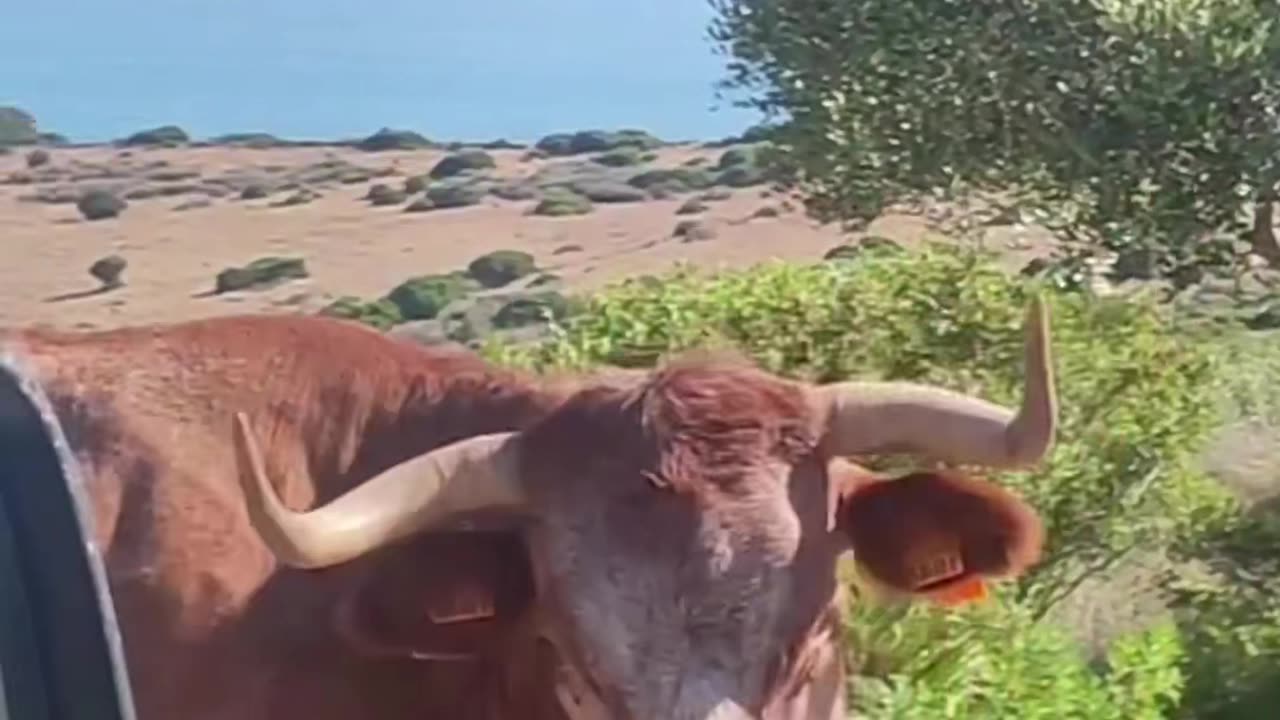 Who needs a GPS when these guys are around