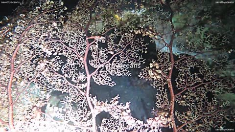 Basket Star Eating And Catching Prey [ Creepy ]
