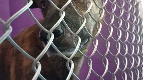 Red 5y Pet Id 879580 kennel 23 HSSAZ shelter kinda surprised @amount of time Red gave me20250822367
