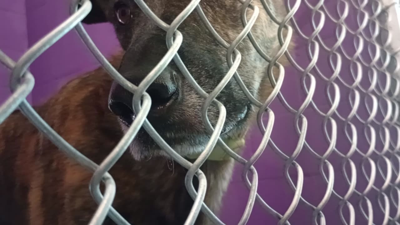 Red 5y Pet Id 879580 kennel 23 HSSAZ shelter kinda surprised @amount of time Red gave me20250822367