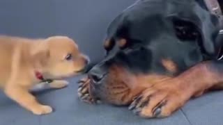 Woe Day 75. I am in the ark. Waiting for GOD to open the Door for a spring/summer Pentecost rapture