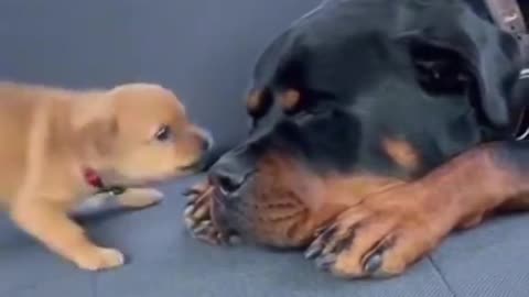 Woe Day 75. I am in the ark. Waiting for GOD to open the Door for a spring/summer Pentecost rapture