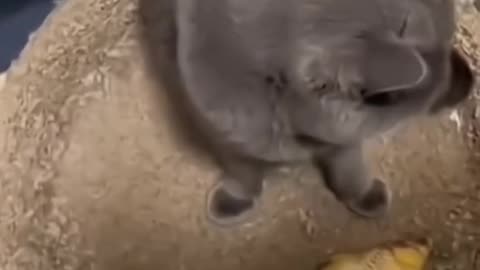 Dog's Comedy Videos 🤣 so cute videos and puppies comedy scenes 😂 so cute 🥰 🥰 🥰 🥰