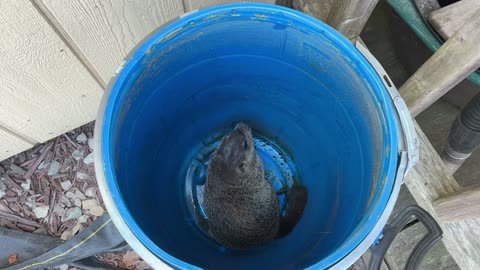 I caught a gopher