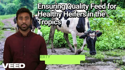 Healthy Heifers:Tropical Dairy Success Tips