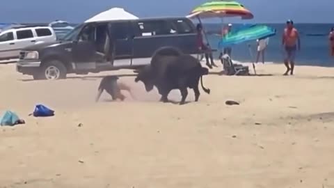 BULL vs KAREN
