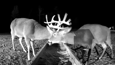 Breakfast obstacle