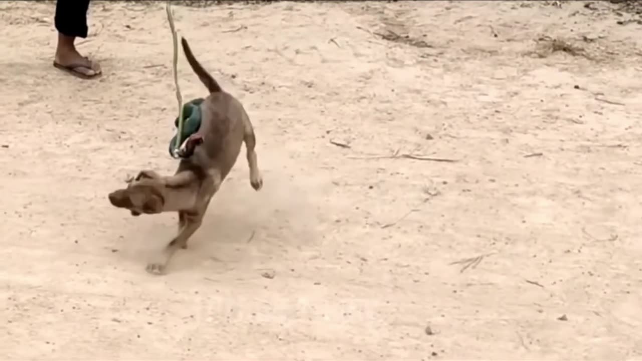 Snake 🐍 Comedy vs Dogs comedy Videos 🤣 so cute videos 😍