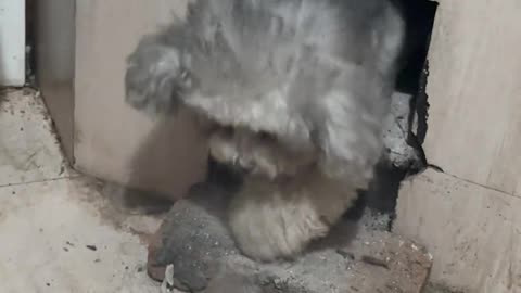 Digging forever—still keep this dog?"