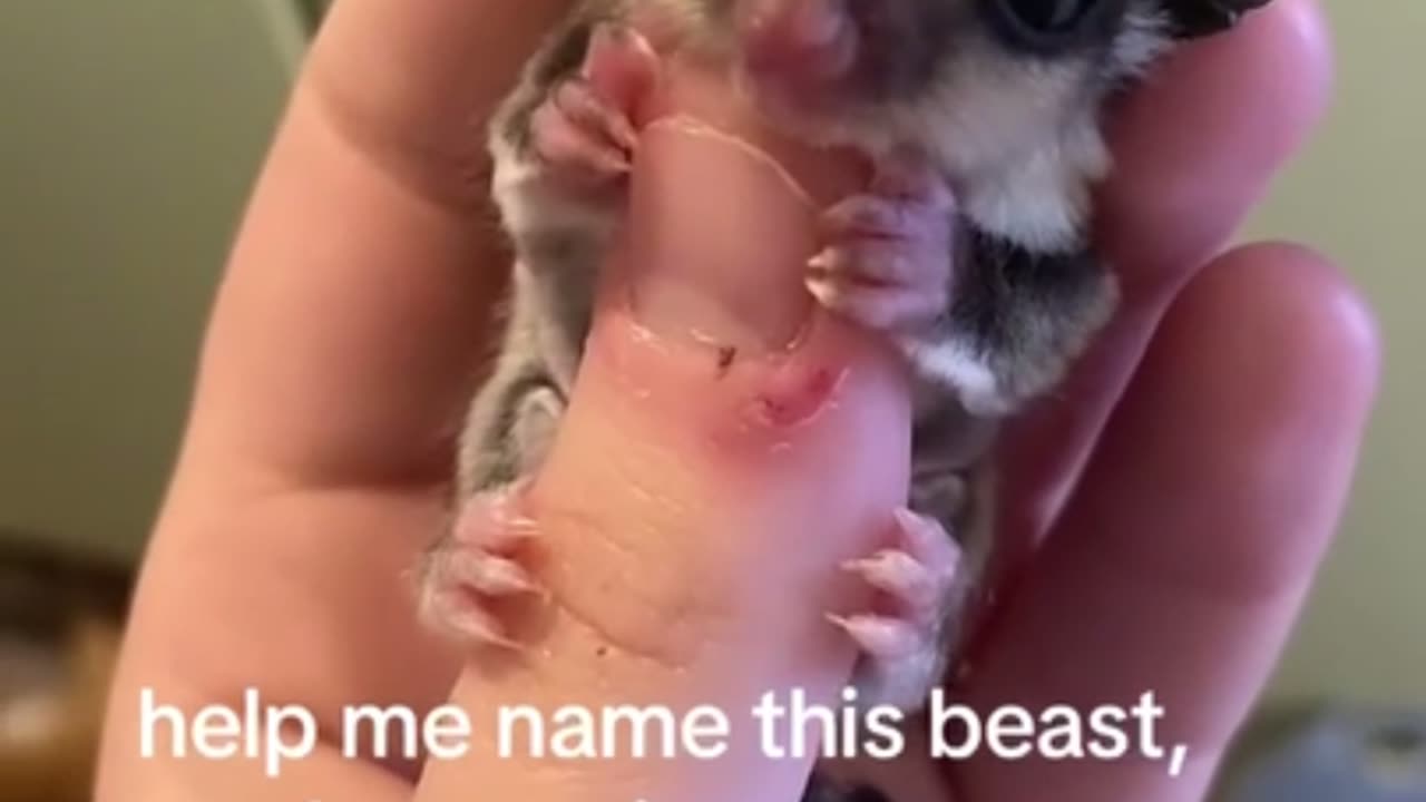 Tiny Glider Refuses to Let Go of Thumb in Cutest Way Ever