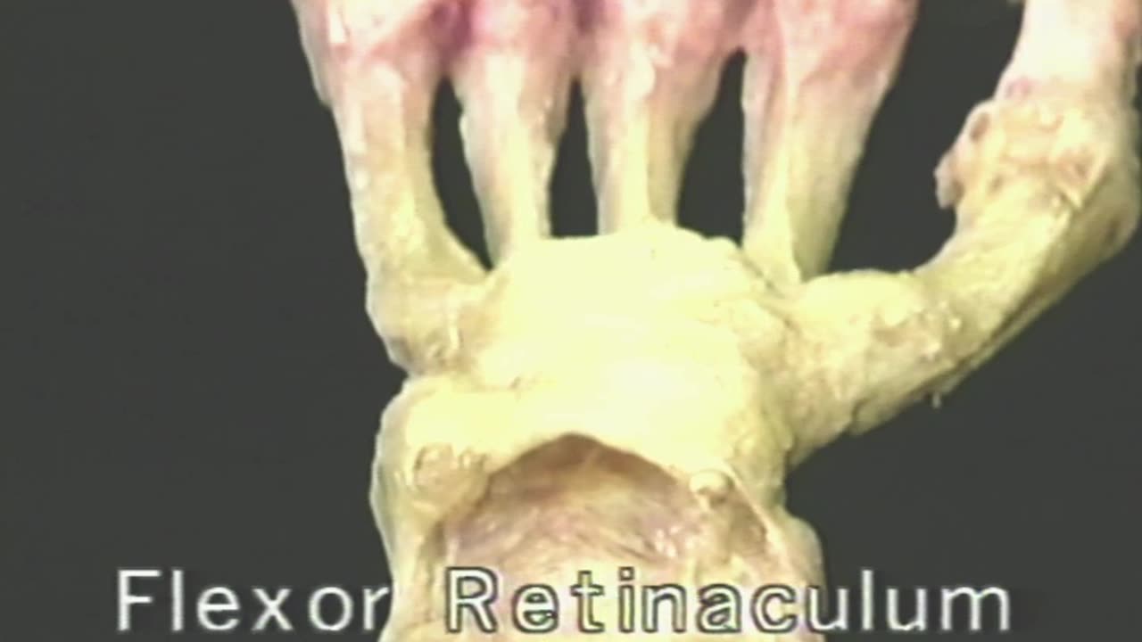 Video Atlas Of Human Anatomy Tape 1 The Upper Extremity (1995)