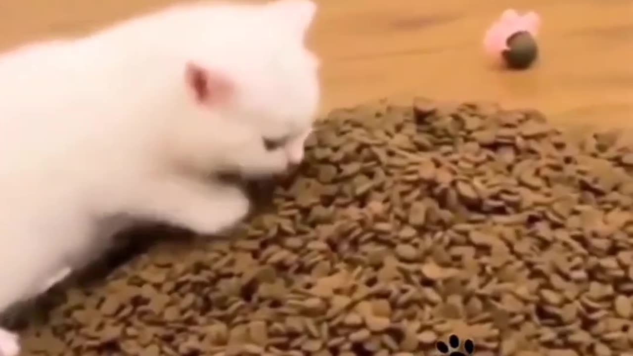 Fluffy & Stuck | The Most Hilarious Cat Moments 🏡🐱