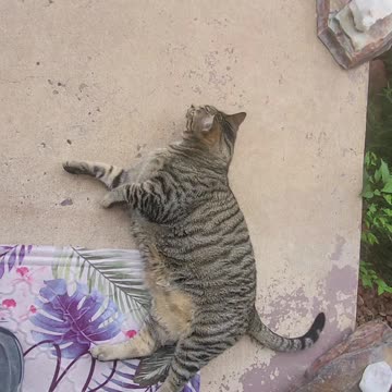 Morpheous is the best cat