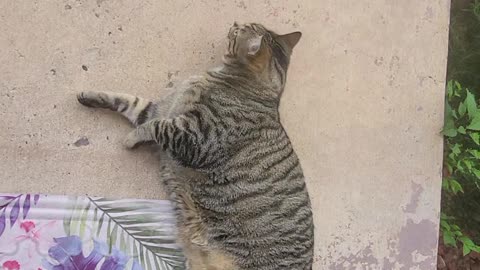 Morpheous is the best cat