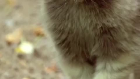 Protective Pallas cat mom and her kittens