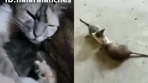 o gatinho pegou um ratao #shorts.mp4