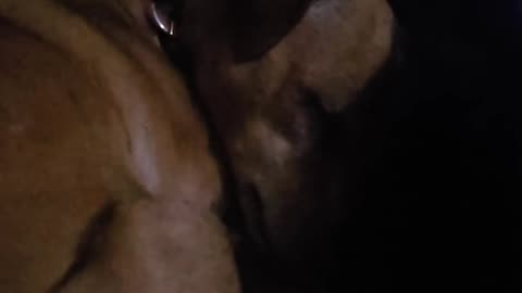 😂🐶 Dog's Sleep Time Is Full of Surprises! | FunFM