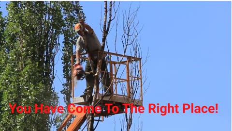 Team Gale Tree Services in Riverside, NJ