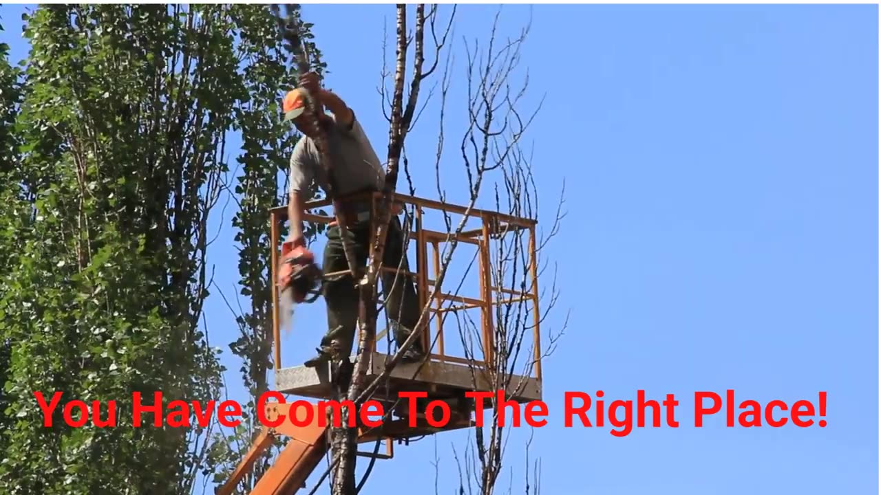 Team Gale Tree Services in Riverside, NJ