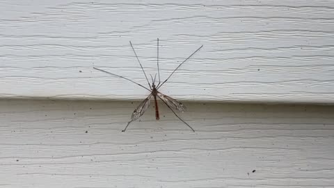 Crane Fly