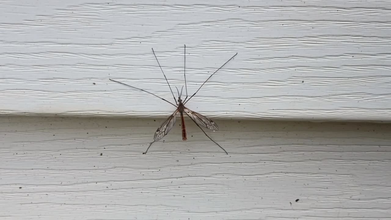 Crane Fly