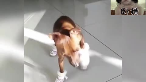 📹 Trending Chinese Viral Videos | Funny, Emotional & Shocking Moments