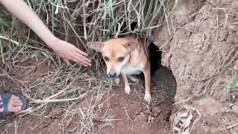 💔🐾 Little mommy found alone and scared... But the ending will touch your heart! 🐶❤️