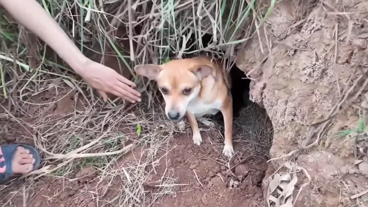 ππΎ Little mommy found alone and scared... But the ending will touch your heart! πΆβ€οΈ