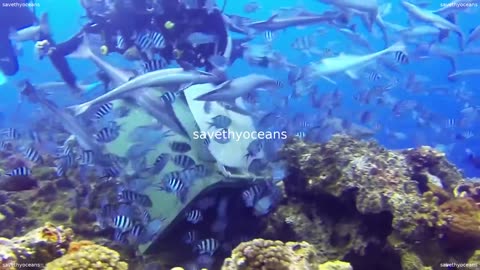 Big Tiger Shark Encounter In Beqa Lagoon (fiji)