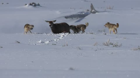 3 Coyotes Attack Mule Deer in Yellowstone National Park