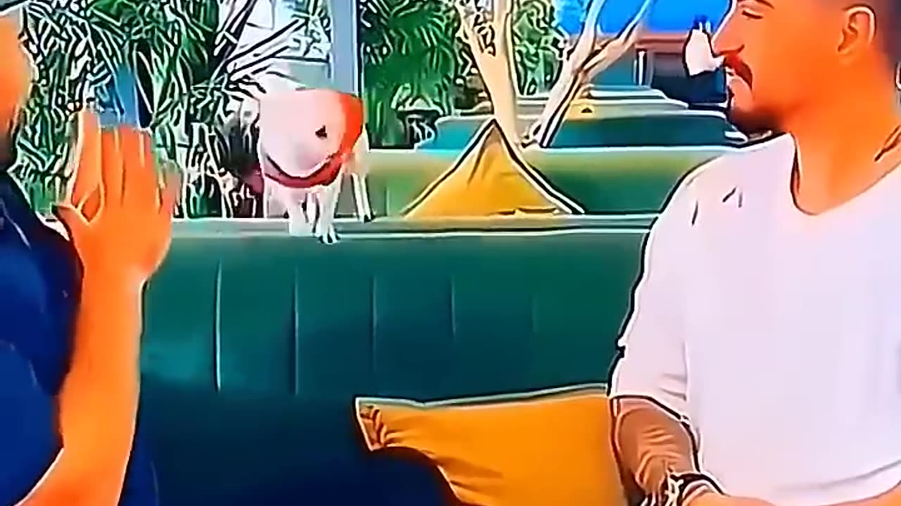 funny animals