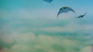 Echoes (cover Pink Floyd)