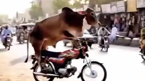 Bull is riding a bike