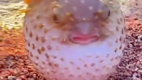 Puffer fish