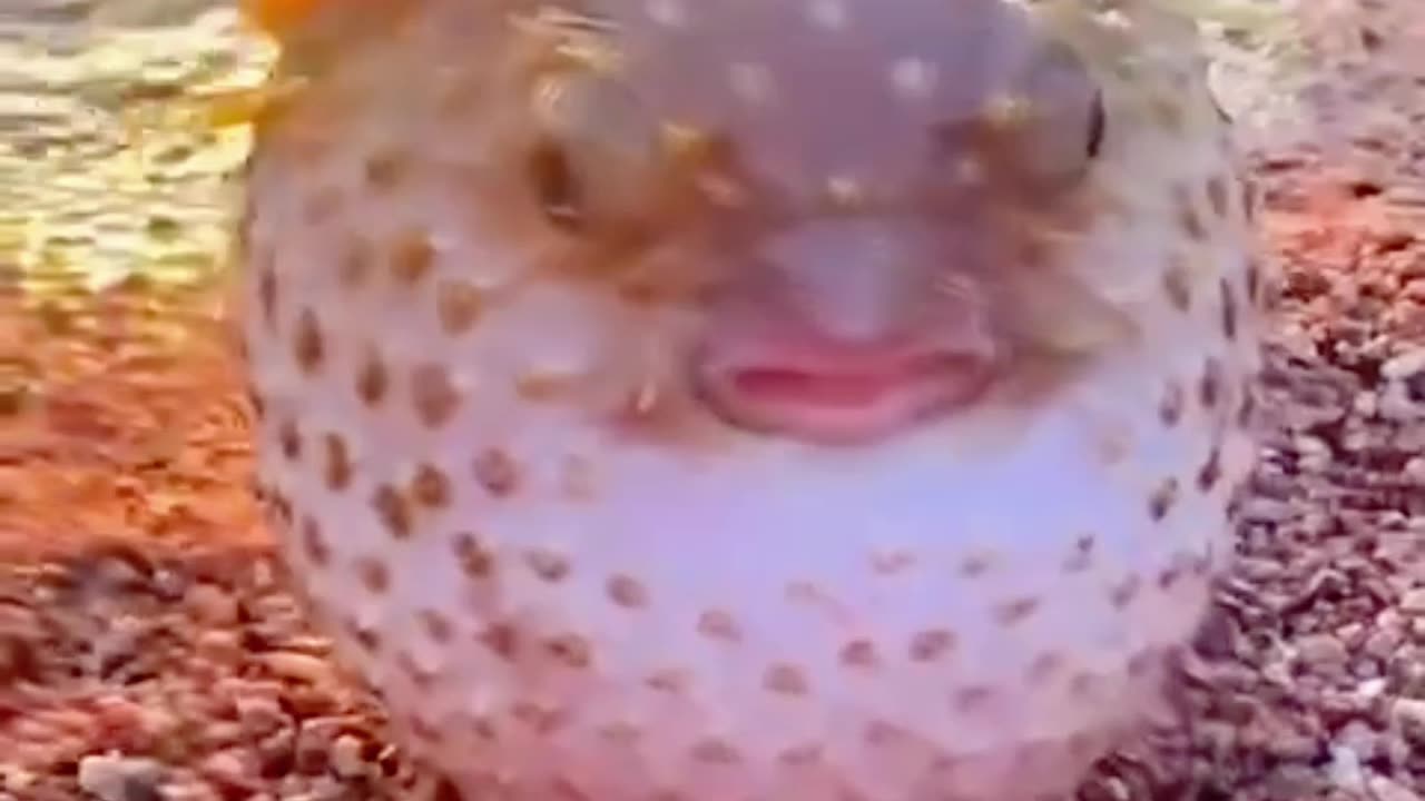 Puffer fish