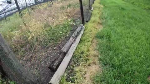Fox Destroys Four Hundred Pheasants