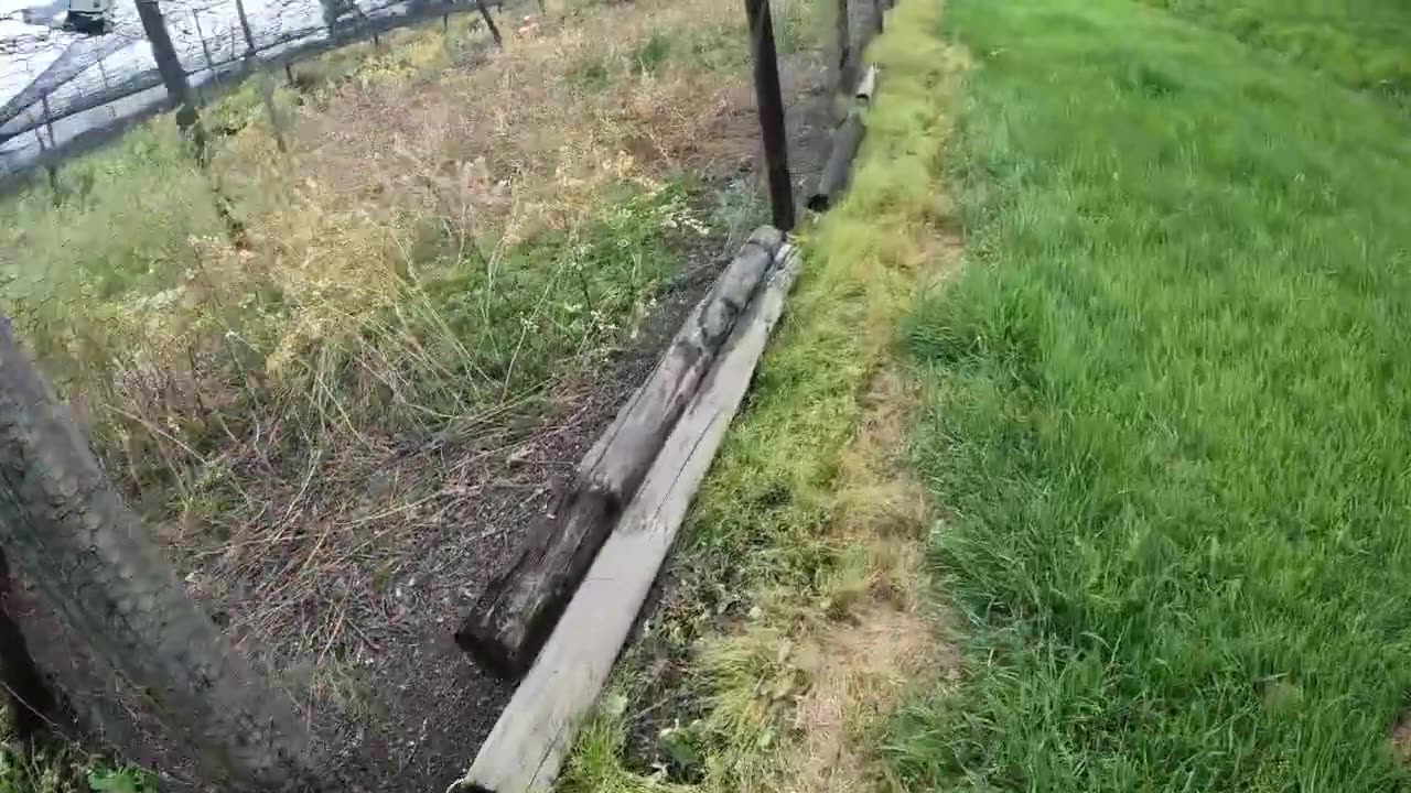 Fox Destroys Four Hundred Pheasants