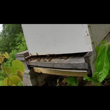 Monday Noon bees in the rain