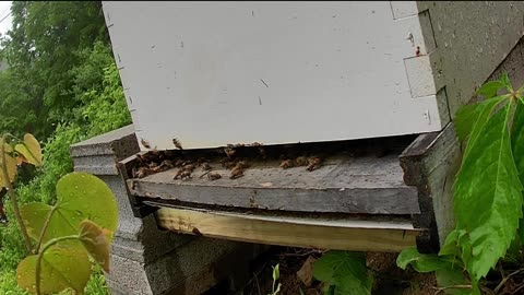 Monday Noon bees in the rain