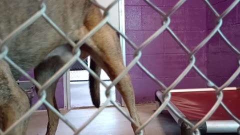 Forget name but barking needed love companionship he's lovely guy kennel 21 HSSAZ shelter20250801748